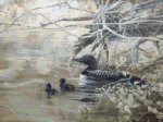 (image for) Loons